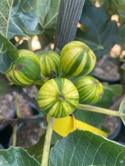 5 Gallon Size- Panache Tiger Fig Trees- Jujube Trees- Strawberry Guava Trees- Olive Trees- Lemon Guava Trees- Almond Trees- Passion Fruit Vines- Persi