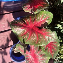 3 Caladium Red Flash Elephant Ear Plants In One Pot 