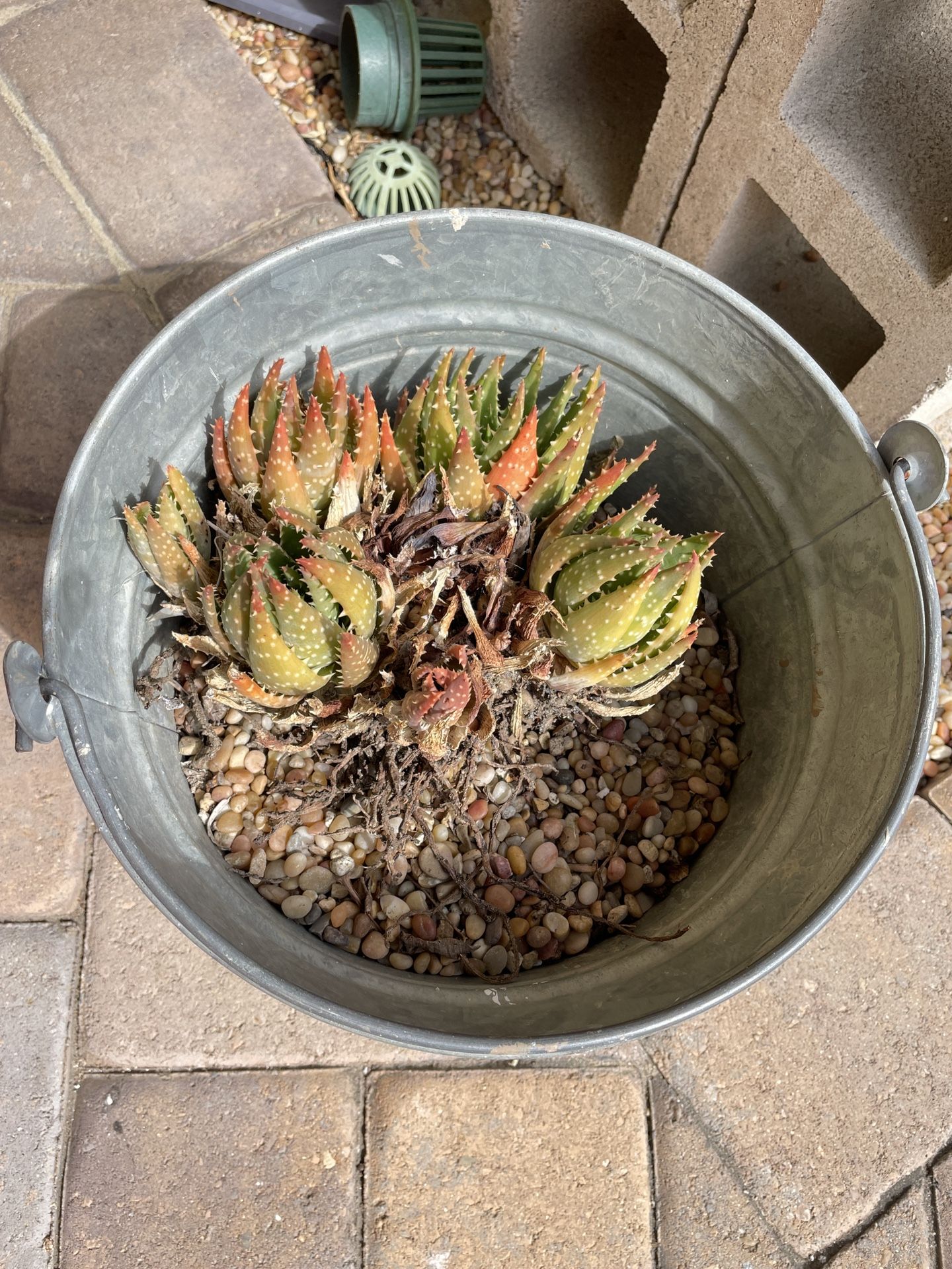 Free Succulents