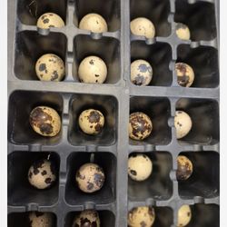 Quail Eggs