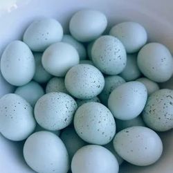 Fertile Quail And Chicken Eggs