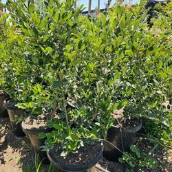 Ligustrum Japonicum Hedge