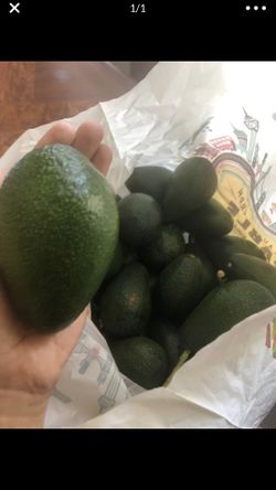 Avocados