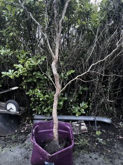 Curley Willow Shoots