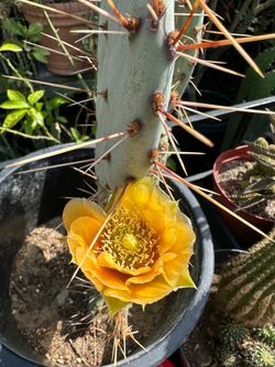 Opuntia