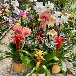 Orchids From $10