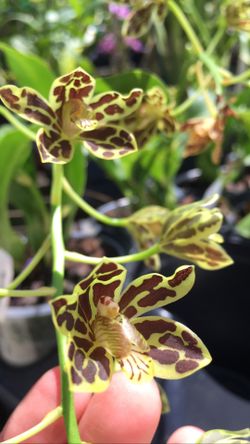 Tiger Paw Orchid