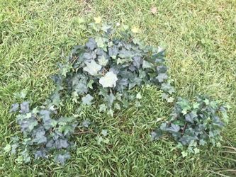 Ivy artificial arraingments 3