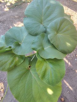 Hoja santa plants