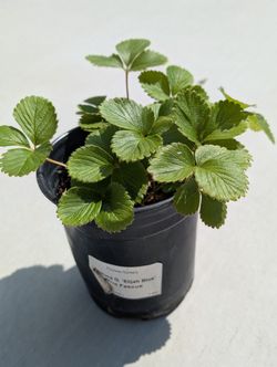 Homegrown Organic Strawberry Seedling