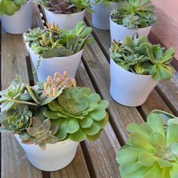 Succulent Plant 