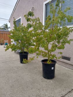 Japanese Maple Tree's