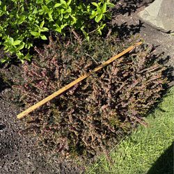 Large Purple Heather Plants