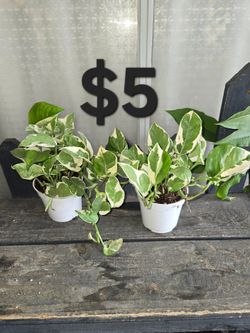 Njoy Pothos Plants