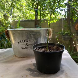 Jackfruit Tree For Sale