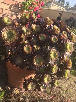 Garden plants