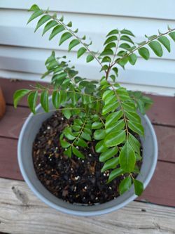 Curry leaf plant