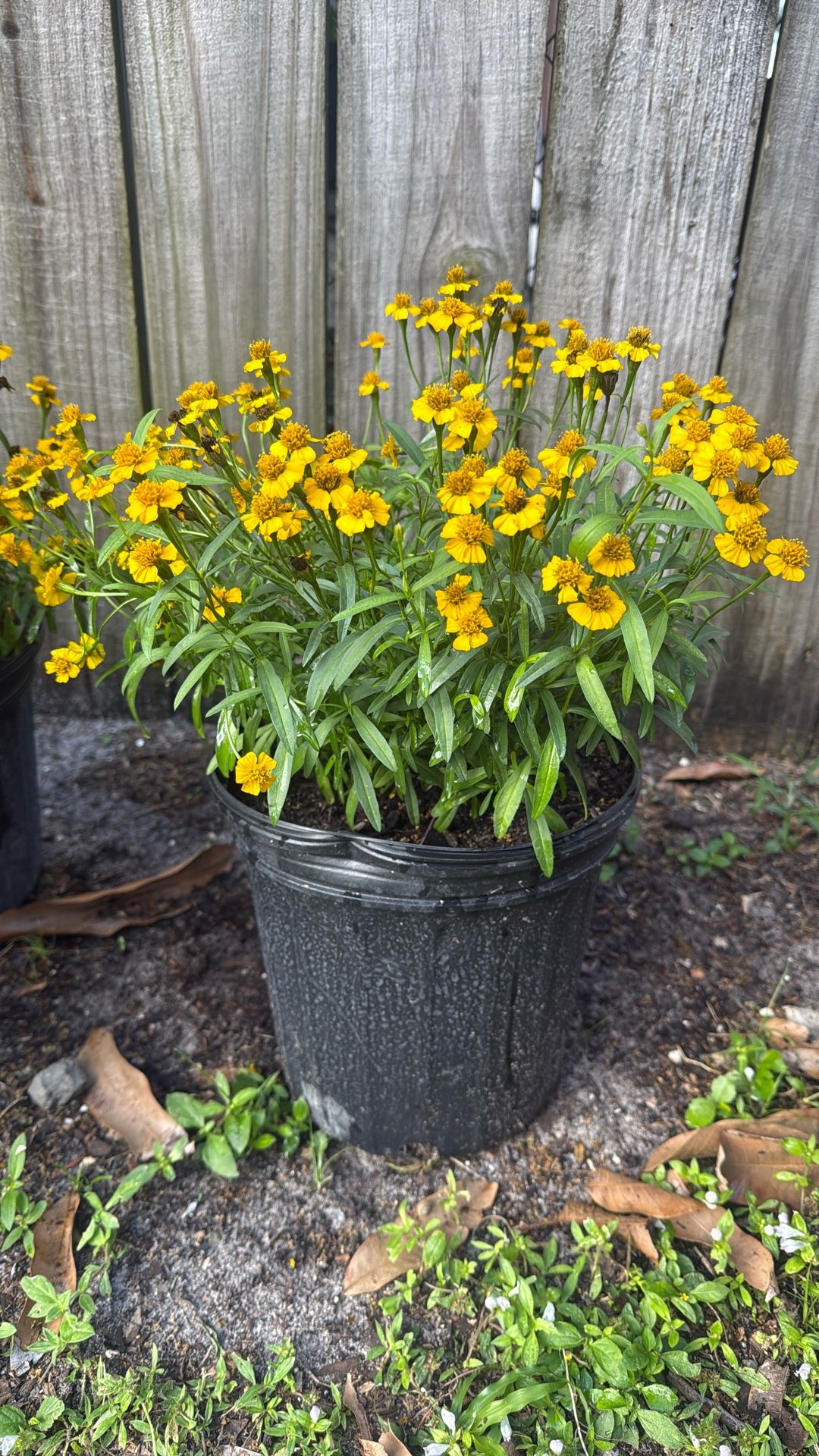 Planta De Anís ( 3 Gallons)