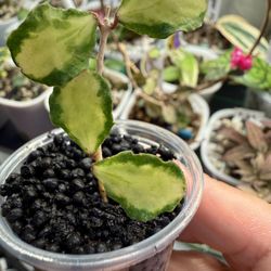 Hoya Kanyakumariana Variegated 