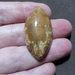 Large Fossil Coral Marquise Cabochon