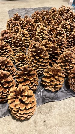 Giant Pine Cones - 6” $1