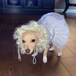 Madonna dog Costume 