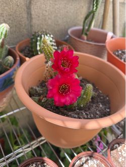 Beautiful cactus with red flowers