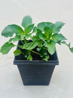 Chili plants 🪴