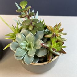 Succulent Collection. Sammamish, Beaver Lake 