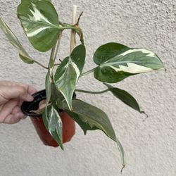 Beautiful Philodendron Rio Plant 
