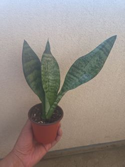 Plant
