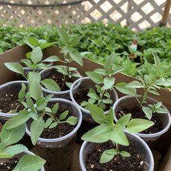 (2 Pack) Thai Basil & Holy Basil Kitchen Herb Live Plants - 4 inch pot
