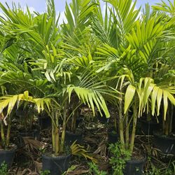 crhistmas Palm  singles  double triple  