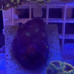 Reef tank