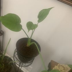 Plant for inside! potted