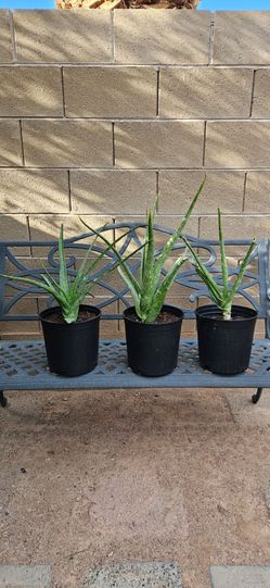 Aloe Vera plant (big)