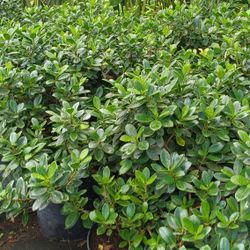🪴🪴 GREEN ISLAND FICUS 7GL $16 Privacy Hedge Plants 