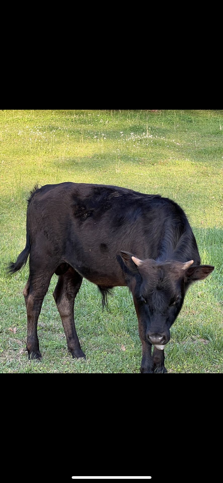 Bull Calf