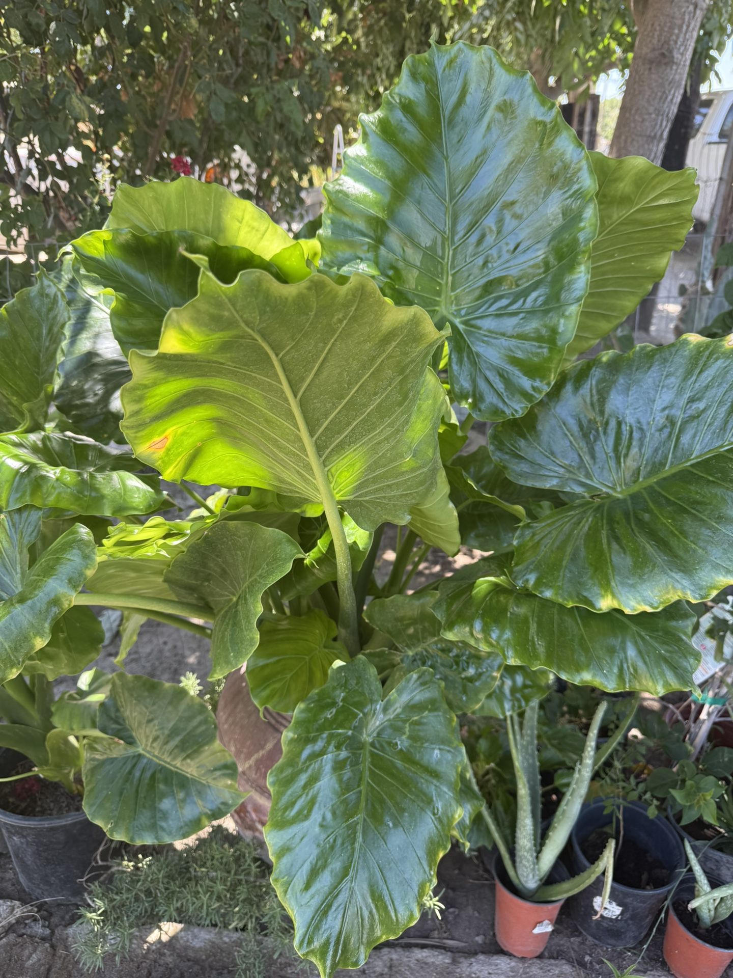 Elephant Plant