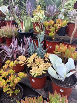 Variety Of Succulents Plants