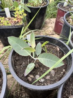 Eucalyptus woodwardii- 1 Gallon Plant