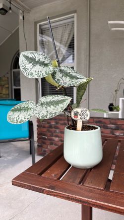 Satin Pothos in self watering ceramic pot