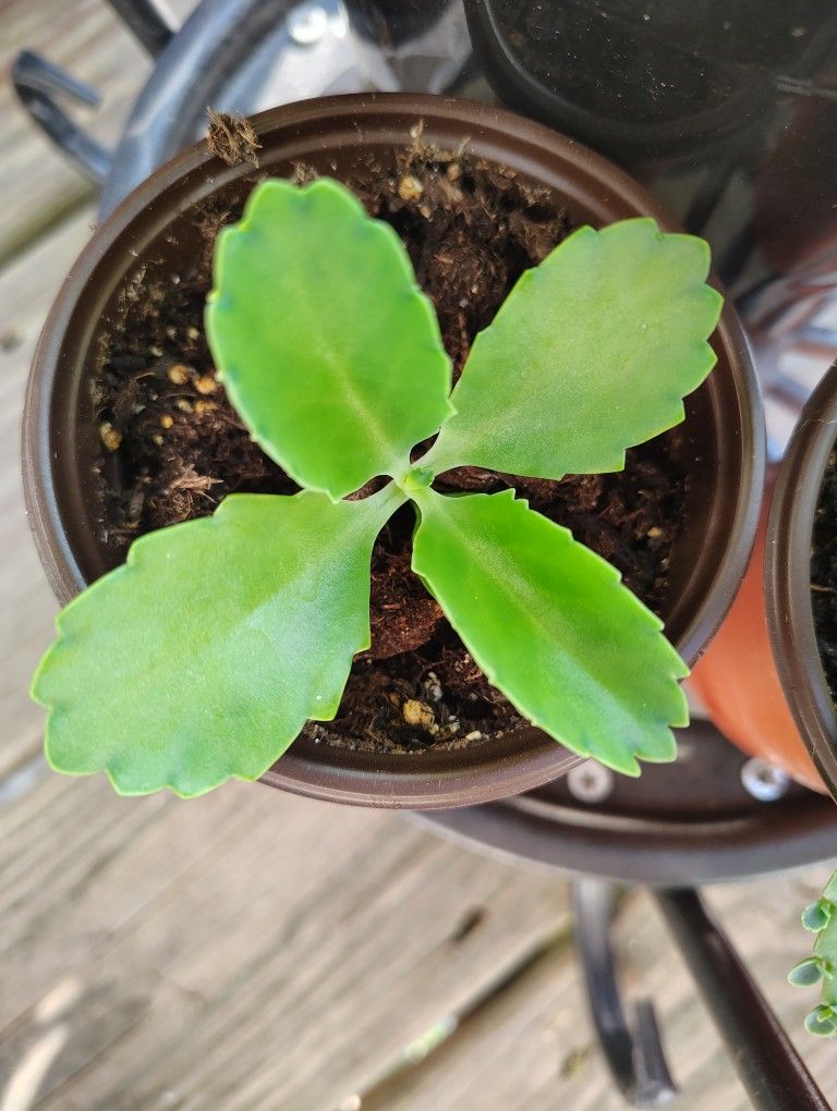 Kalanchoe (Mother Of Thousands) Plant
