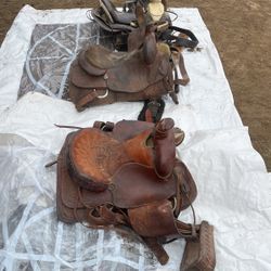 Horses Saddles