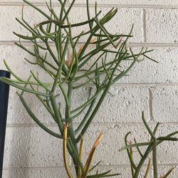 Pencil firestick  Succulent Tools 