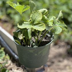 3 Strawberry Plants In Nursery Pot