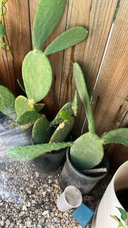 Nopal grande
