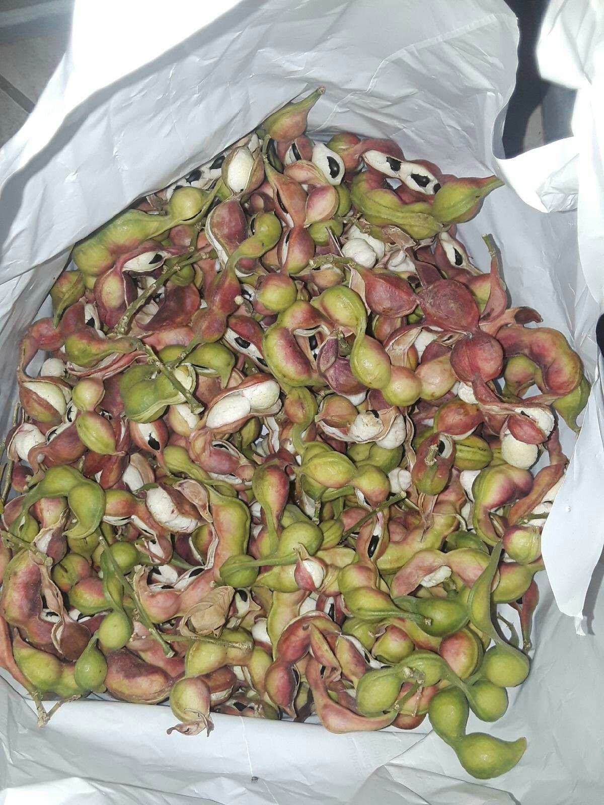 Guamuchiles/Pinzanes for sale