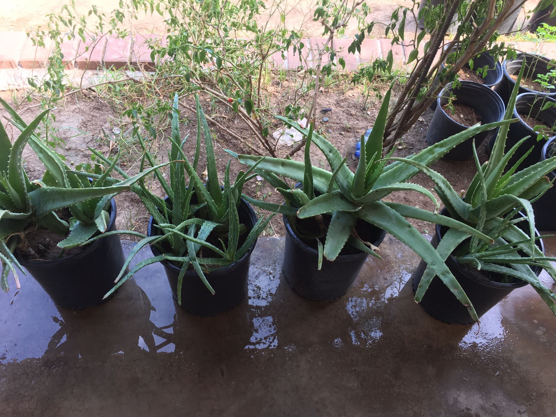 ALOE VERA PLANTS HUGE PLANTS SÁBILA HERMOSA GRANDE PLANTAS MEDICINALES