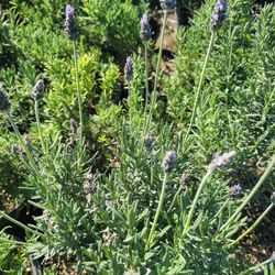 Lavander